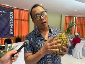 Rahsia Nenas Jambul Emas: Tidak Melekit, Tidak Jeruk, Rasa Asli Jadi Buruan Antarabangsa!